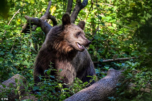 Although brown bears are usually shy and mostly nocturnal, they can react aggressively when startled – especially mothers with cubs.