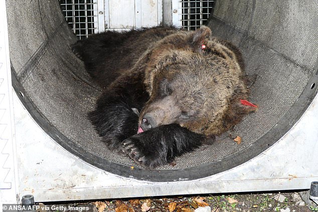 Bear JJ4 was tranquilized (pictured) and is now in captivity after being rescued by the country's highest court. JJ4 was responsible for the first fatal mauling in Italy in 150 years