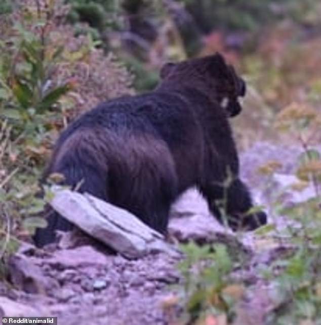 A Reddit poster wrote: 'This guy walked right up to our stove while camping in Montana, what could it be?'