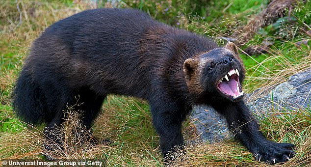 Wolverines look like small bears, but they are actually the largest member of the weasel family