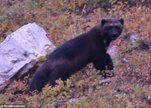 The hiker later explained that he saw the wolverine while on a trip with his wife to Cracker Lake in Glacier National Park in September 2017.