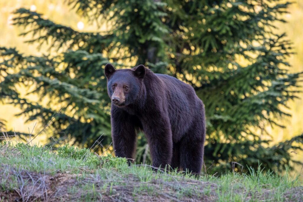 A bear's hilarious attempt at using a hammock has gone viral