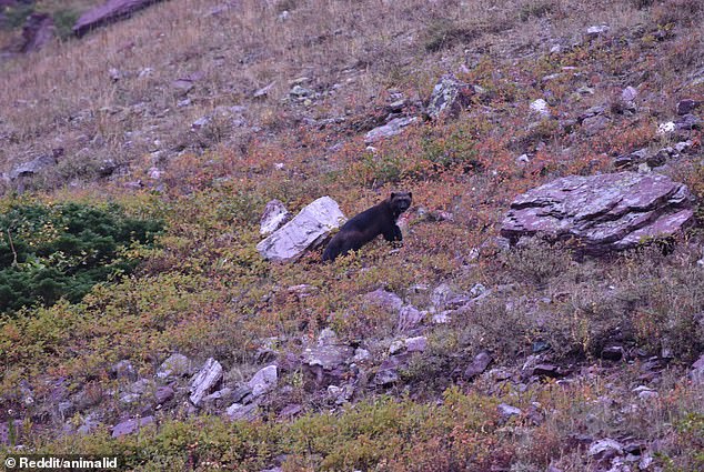 A Mysterious Beast Roaming a Campground in Montana Has Got the Curiosity of Thousands of Reddit Users