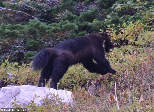 Commentators quickly identified the animal as a wolverine, which was listed as an endangered species in 2023.