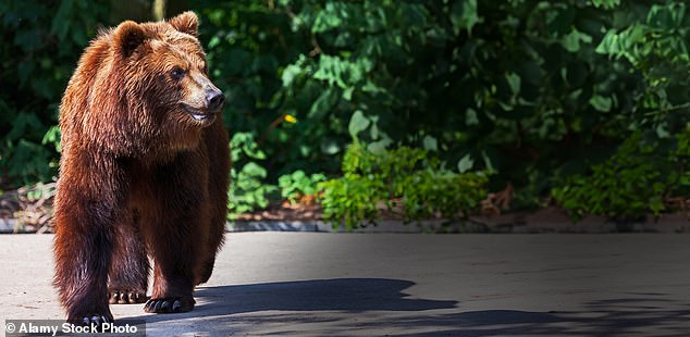 In Italy, there is a brown bear reintroduction policy in the Dolomites